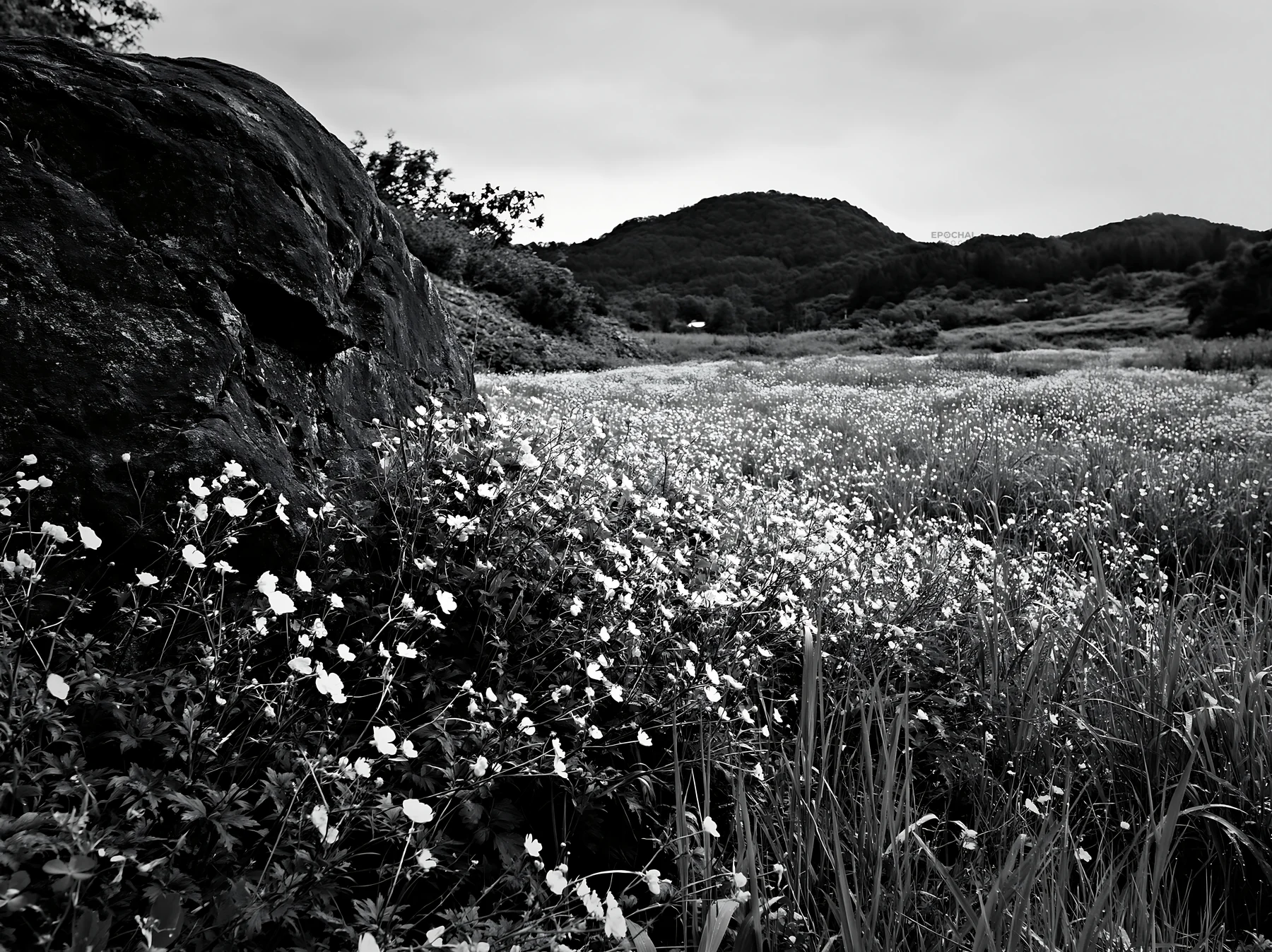 Meadow in Aomori with flowers and boulder under cloudy sky - AI-generated stock image