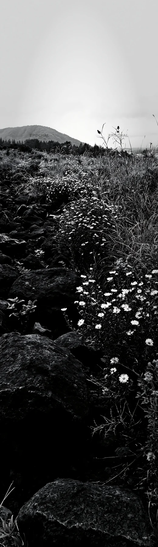 Black and white yamanashi regenerative meadow with basalt stones and flowers - AI-generated stock image