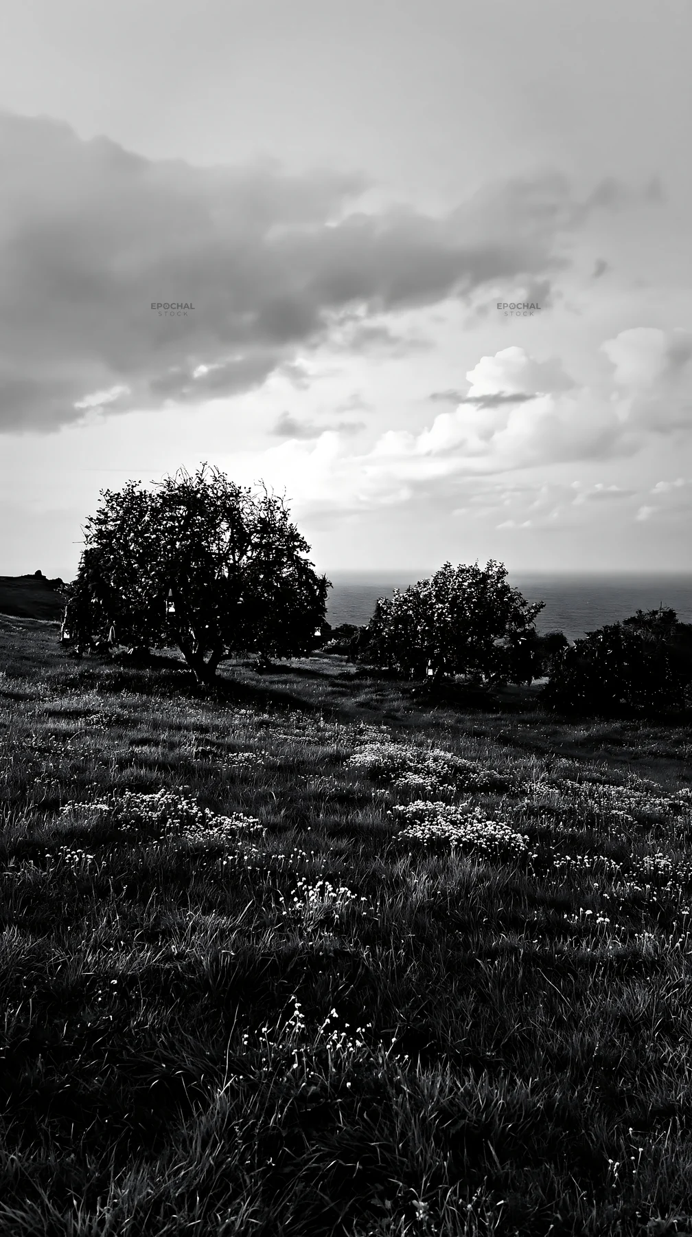 Winter meadow with apple trees near the coast - AI-generated stock image