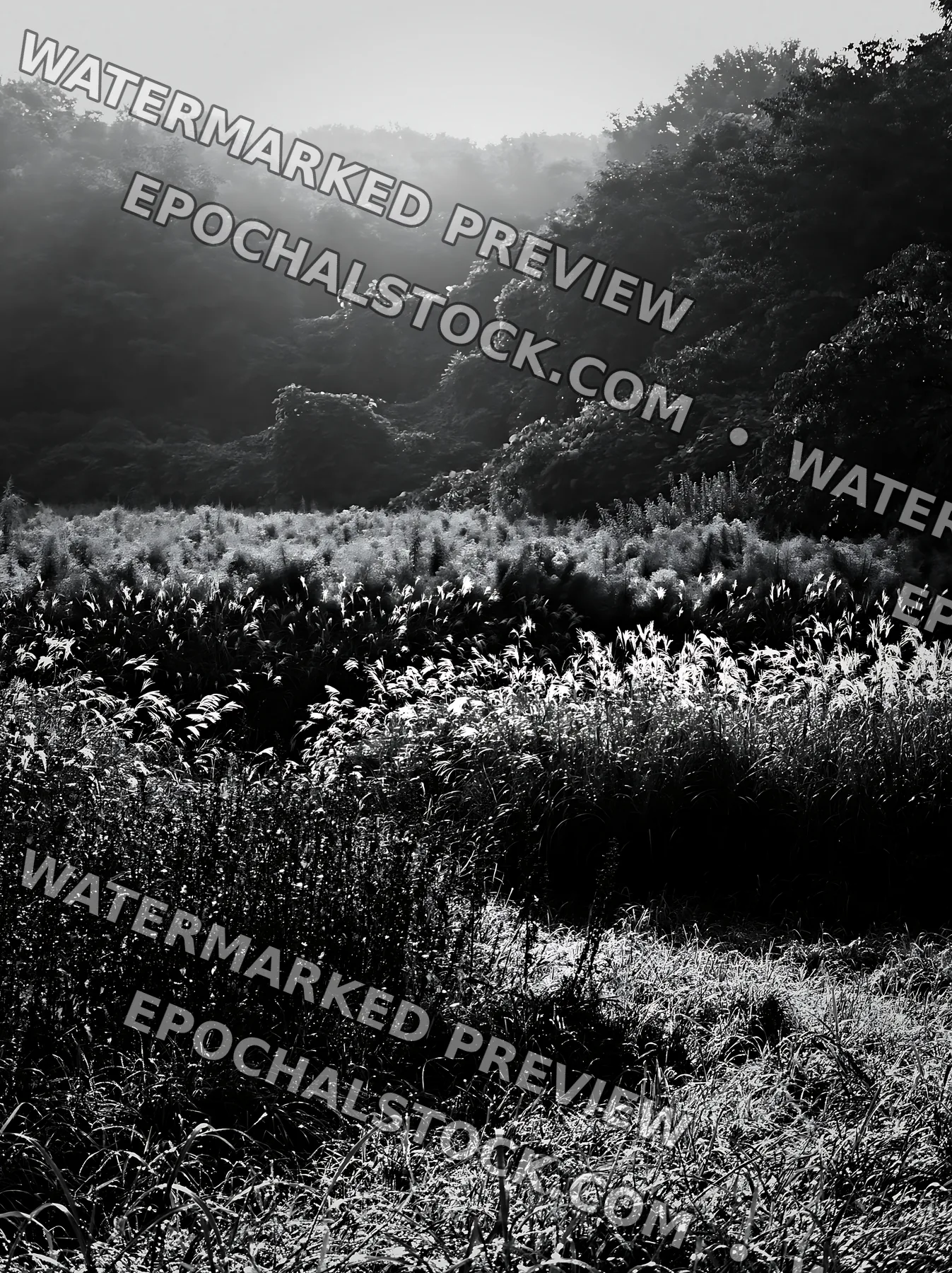 Black and white tokyo urban biodiversity meadow with seedheads in morning light - AI-generated stock image