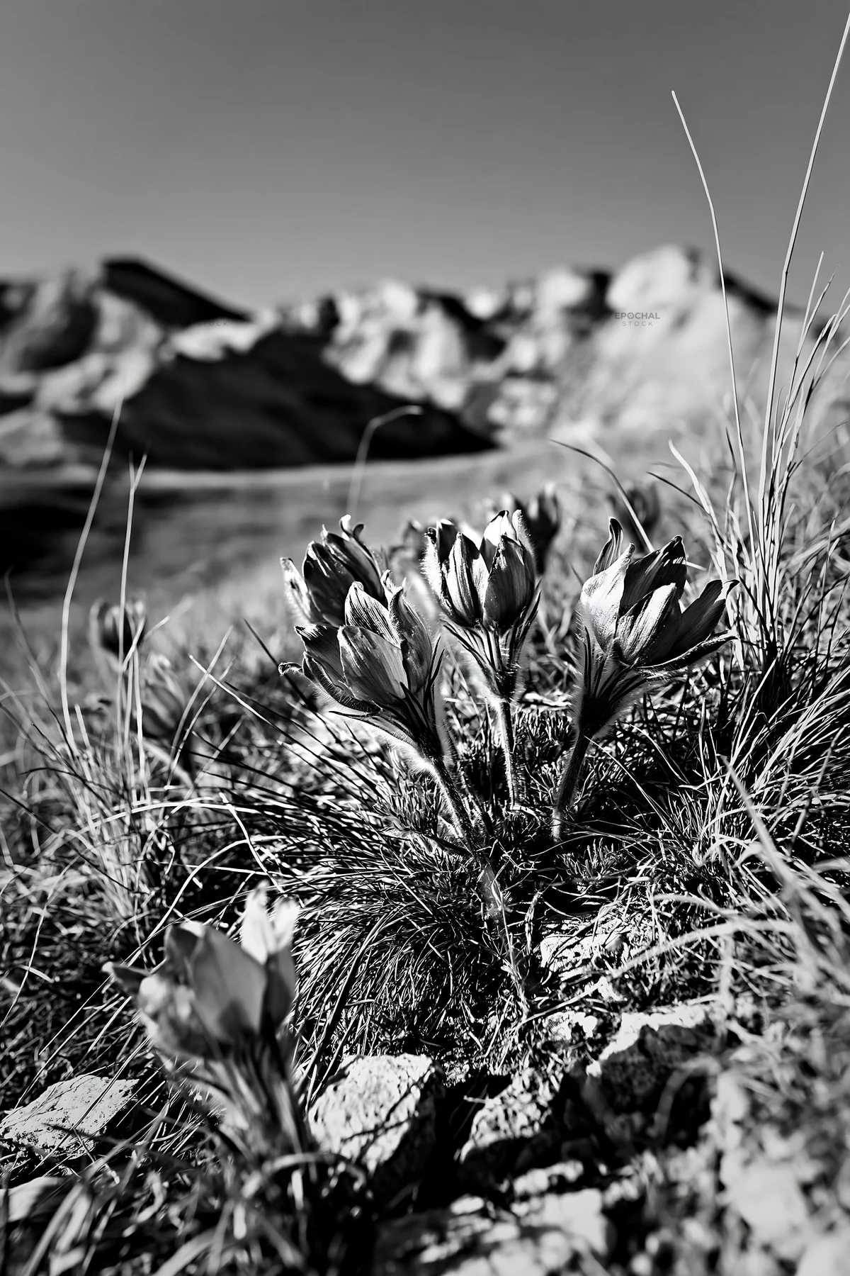 Chalk meadow with blooming flowers in black and white - AI-generated stock image