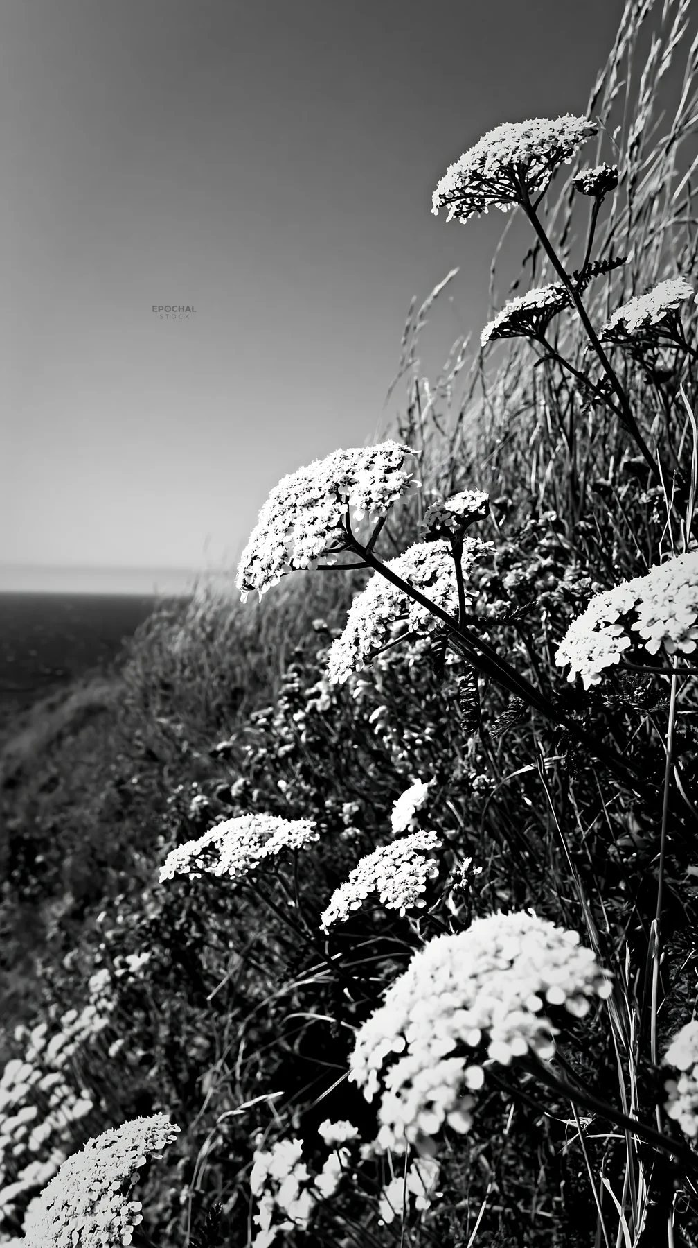 Black and white yarrow meadow bloom with ocean view and blue sky - AI-generated stock image