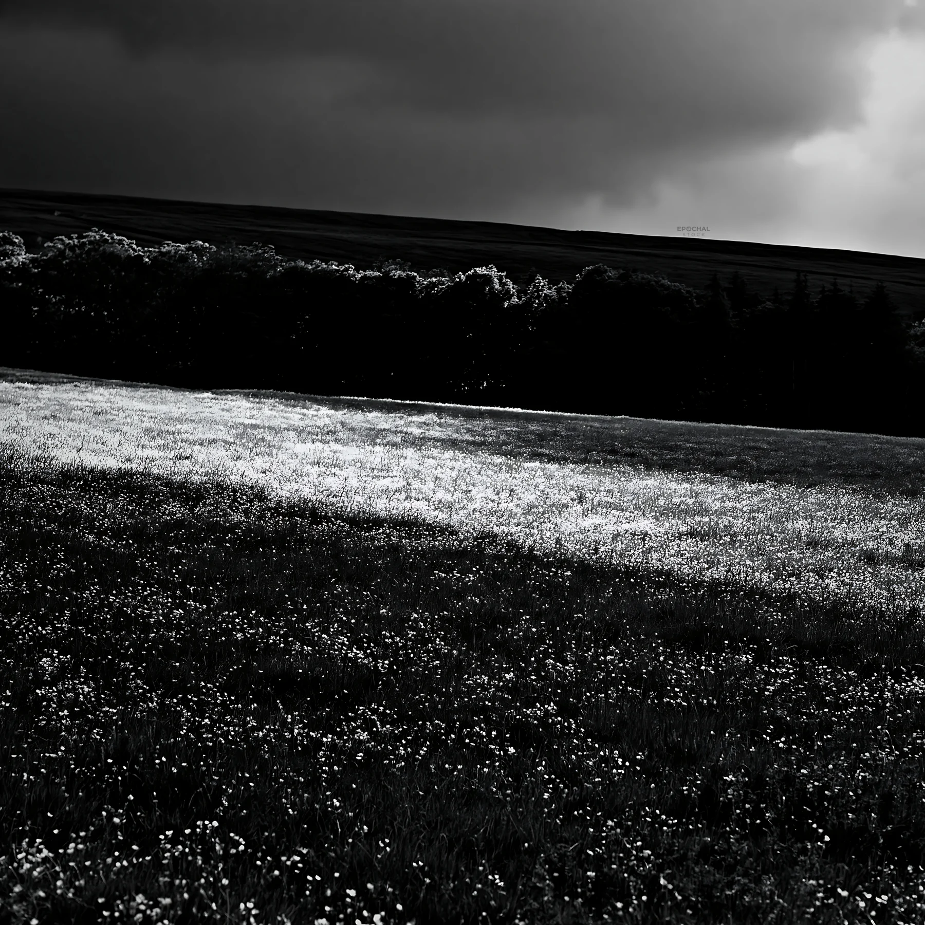 Yorkshire Dales buttercup hay meadow in black and white - AI-generated stock image