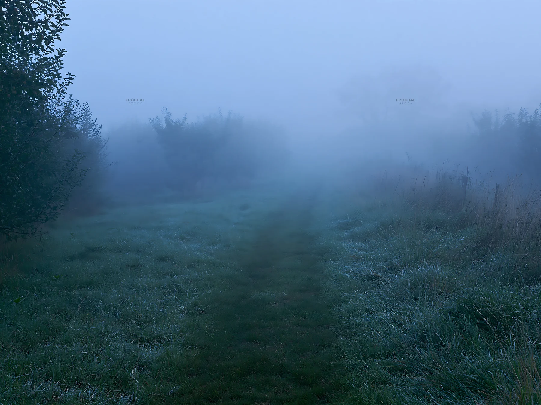Foggy orchard meadow in early morning light - AI-generated stock image