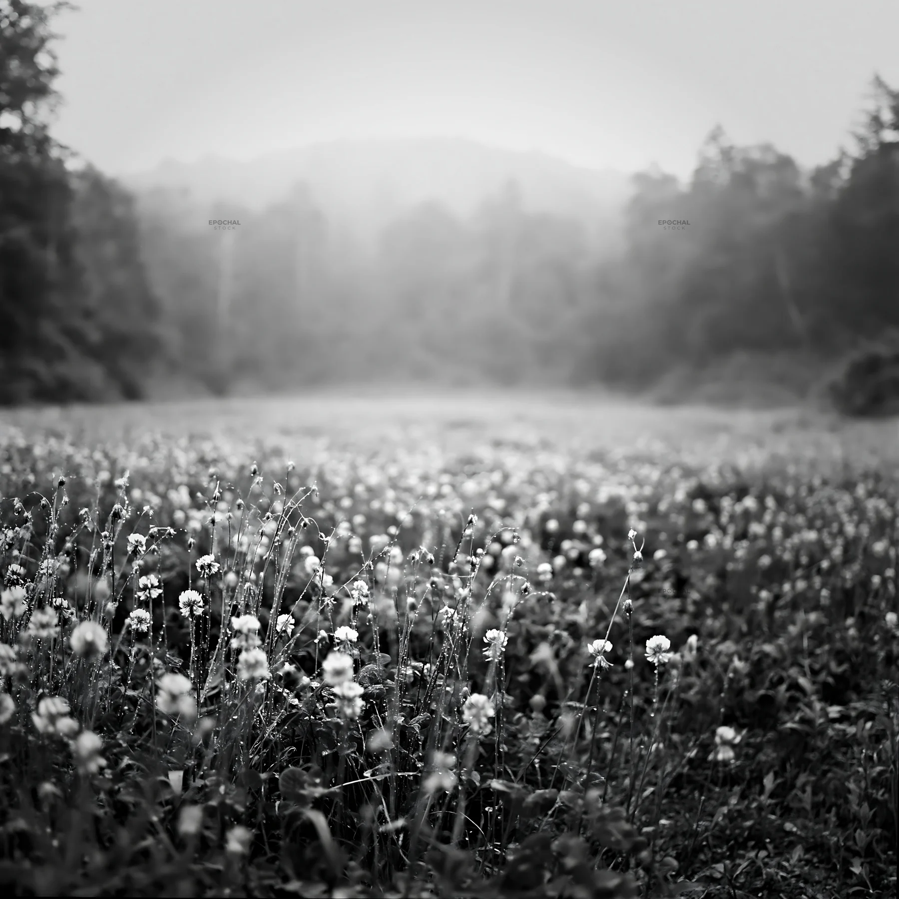 Black and white iwate rain refreshed meadow seedhead foreground - AI-generated stock image