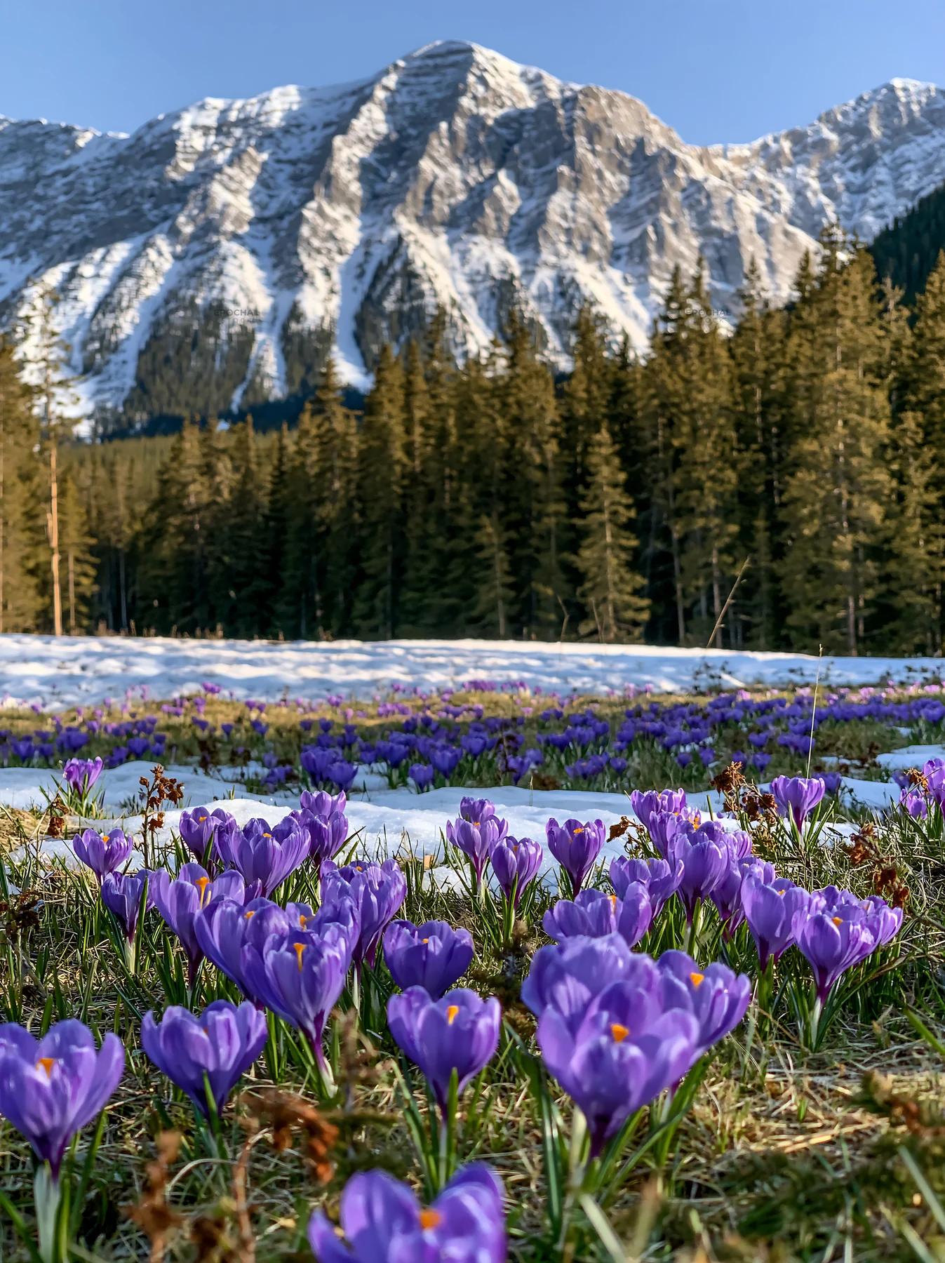 Meadow with purple flowers beneath mountain crags - AI-generated stock image
