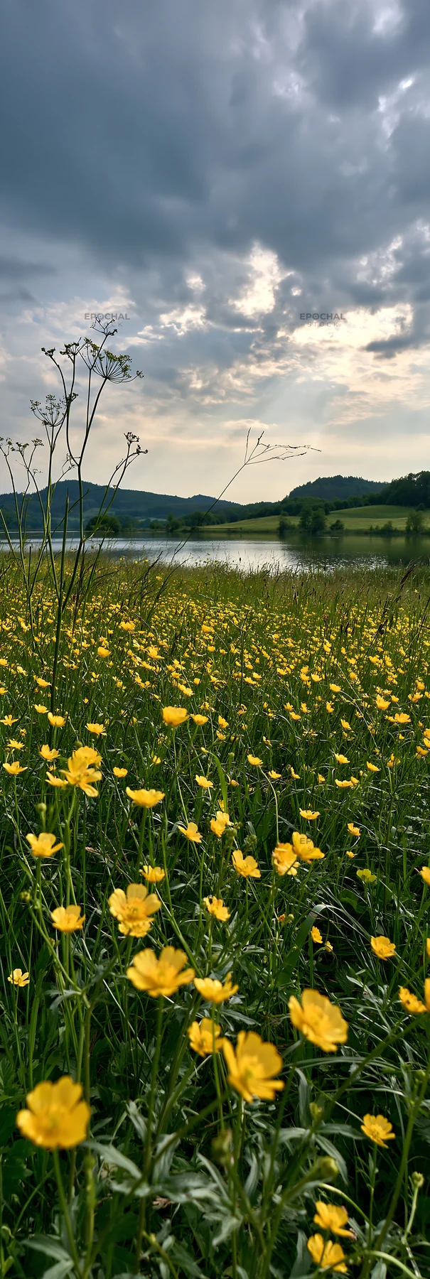Lakeside meadow with yellow flowers in Germany - AI-generated stock image