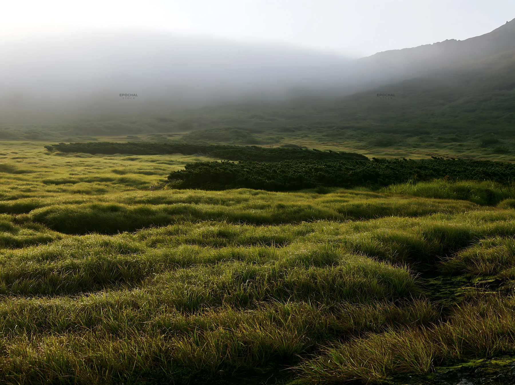Daisetsuzan alpine meadow light rays shine through fog - AI-generated stock image
