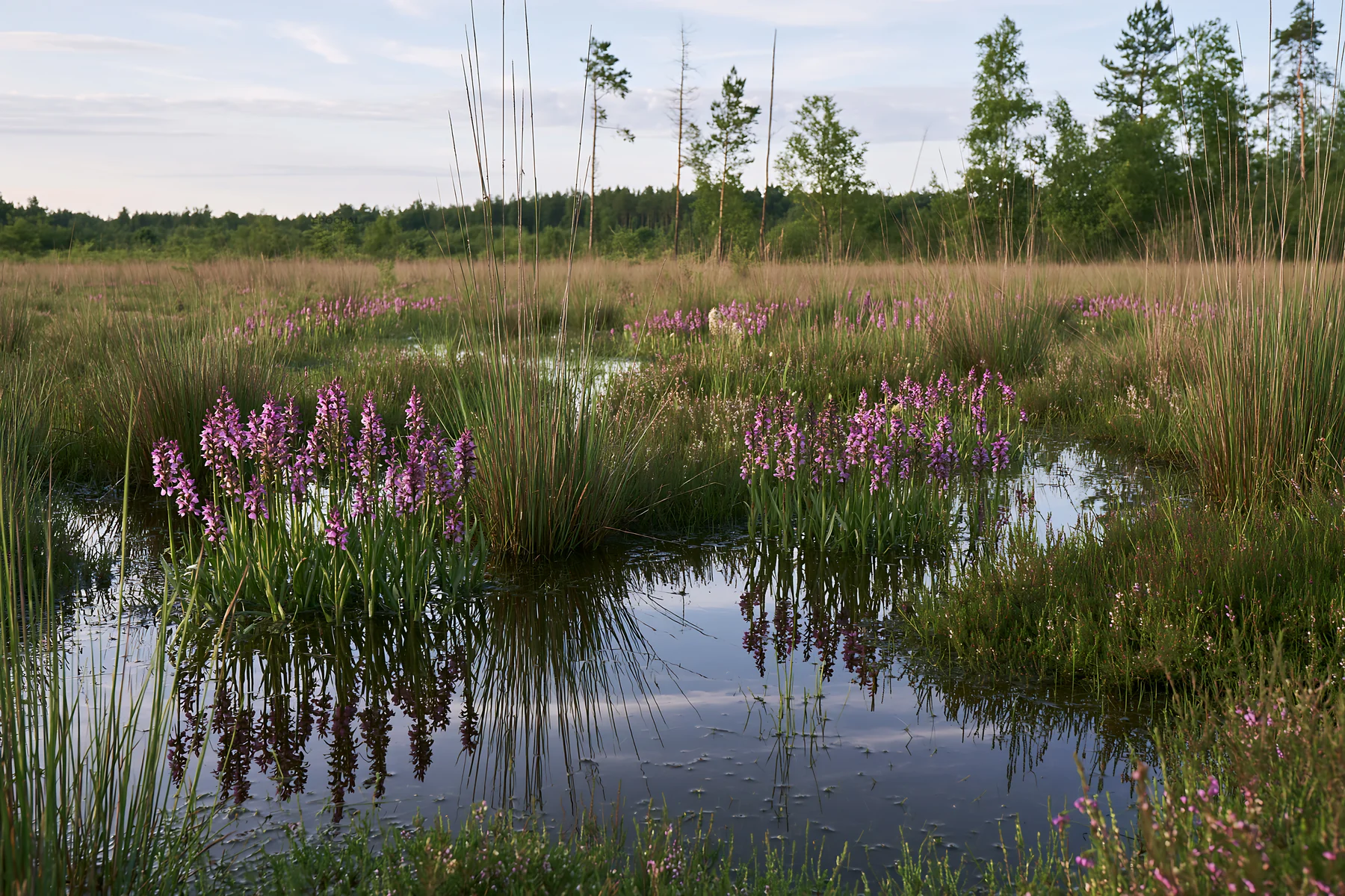Wild orchid meadow with reflections in calm water - AI-generated stock image