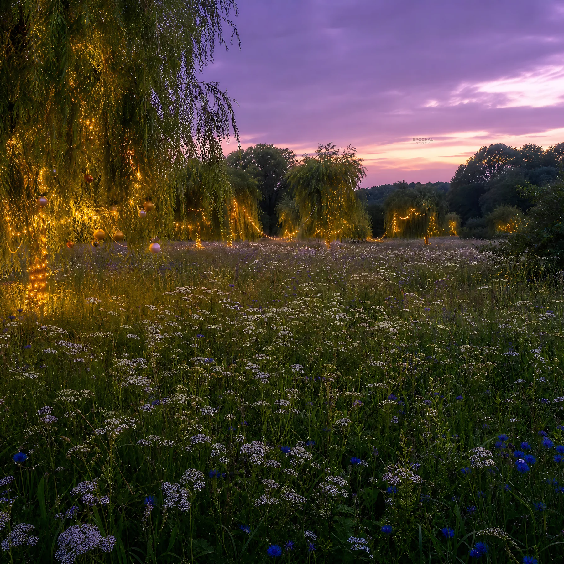 Vibrant Christmas lights in meadow at dusk - AI-generated stock image