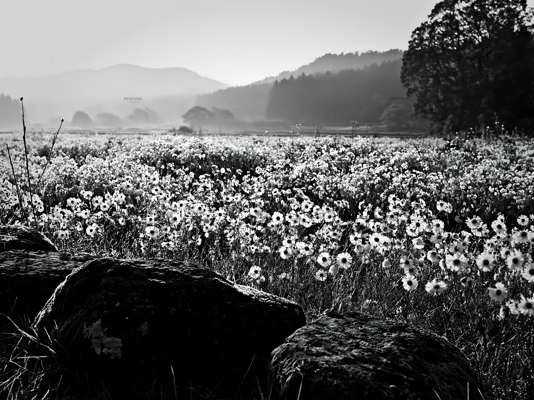 Kyoto spring wildflower meadow with stones in foreground - AI-generated stock image