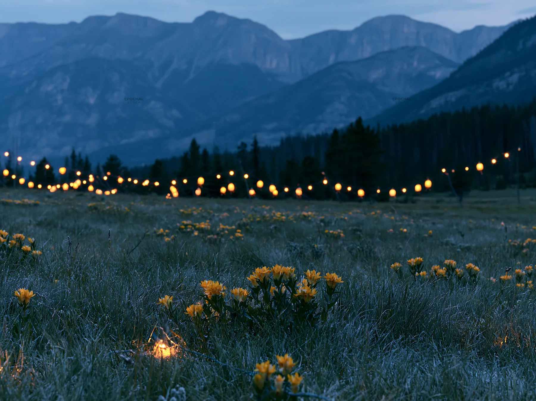 Wide Christmas meadow with native flowers and fairy lights - AI-generated stock image