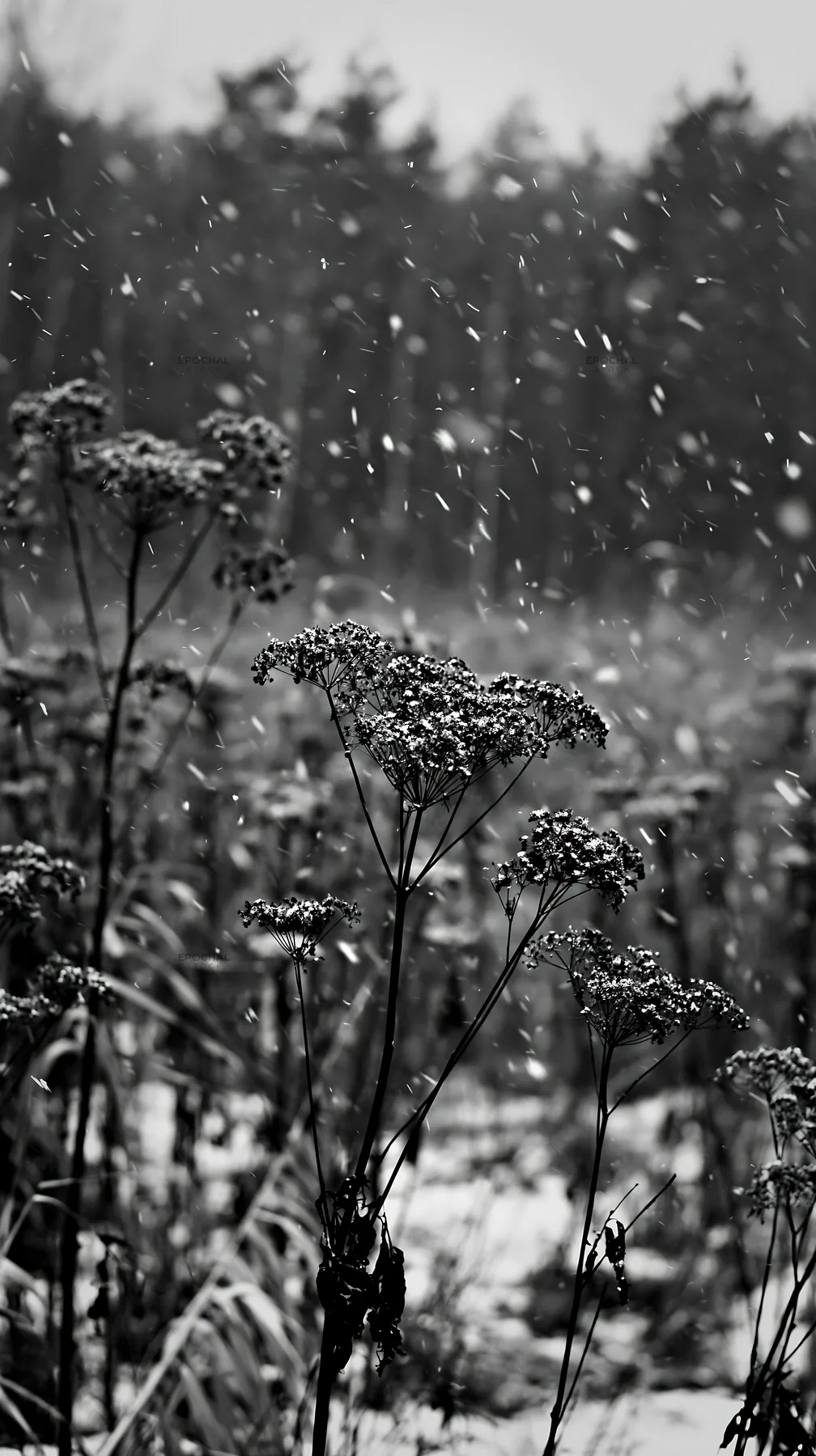 Seedhead meadow in winter snow - AI-generated stock image