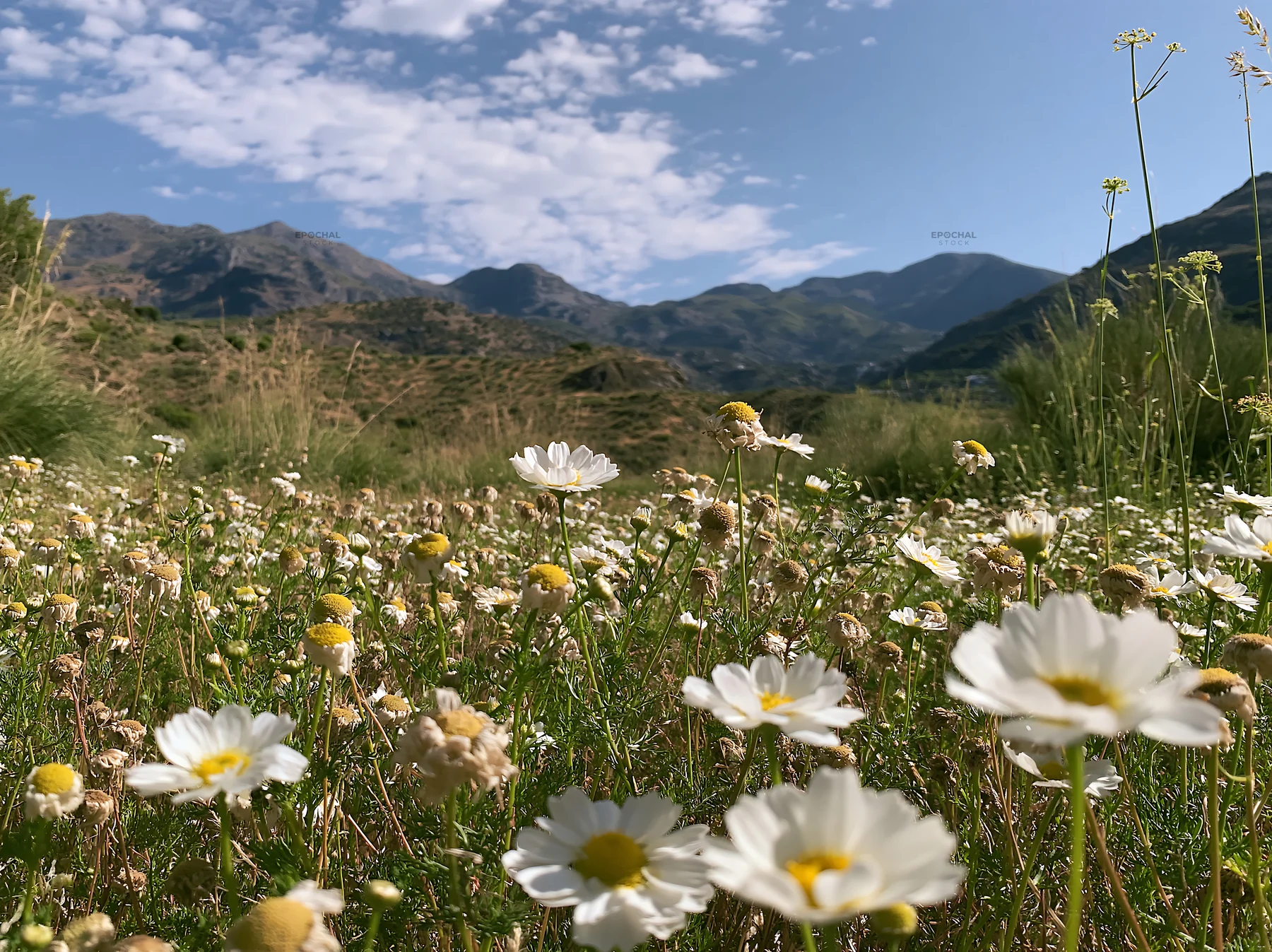 Chamomile meadow with mountains under blue sky - AI-generated stock image