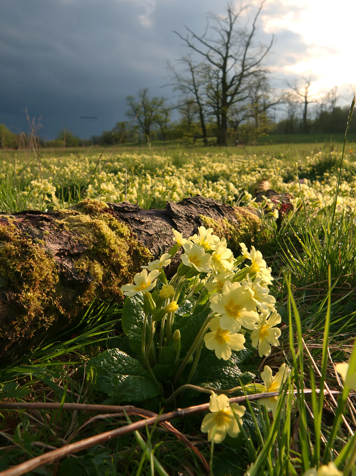 Gifu low carbon meadow mossy log surrounded by flowers and grass - AI-generated stock image