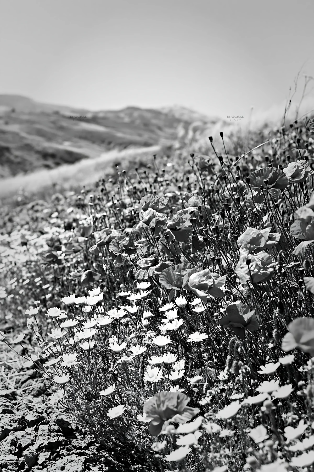 Spring meadow with flowers and mountains in the background - AI-generated stock image