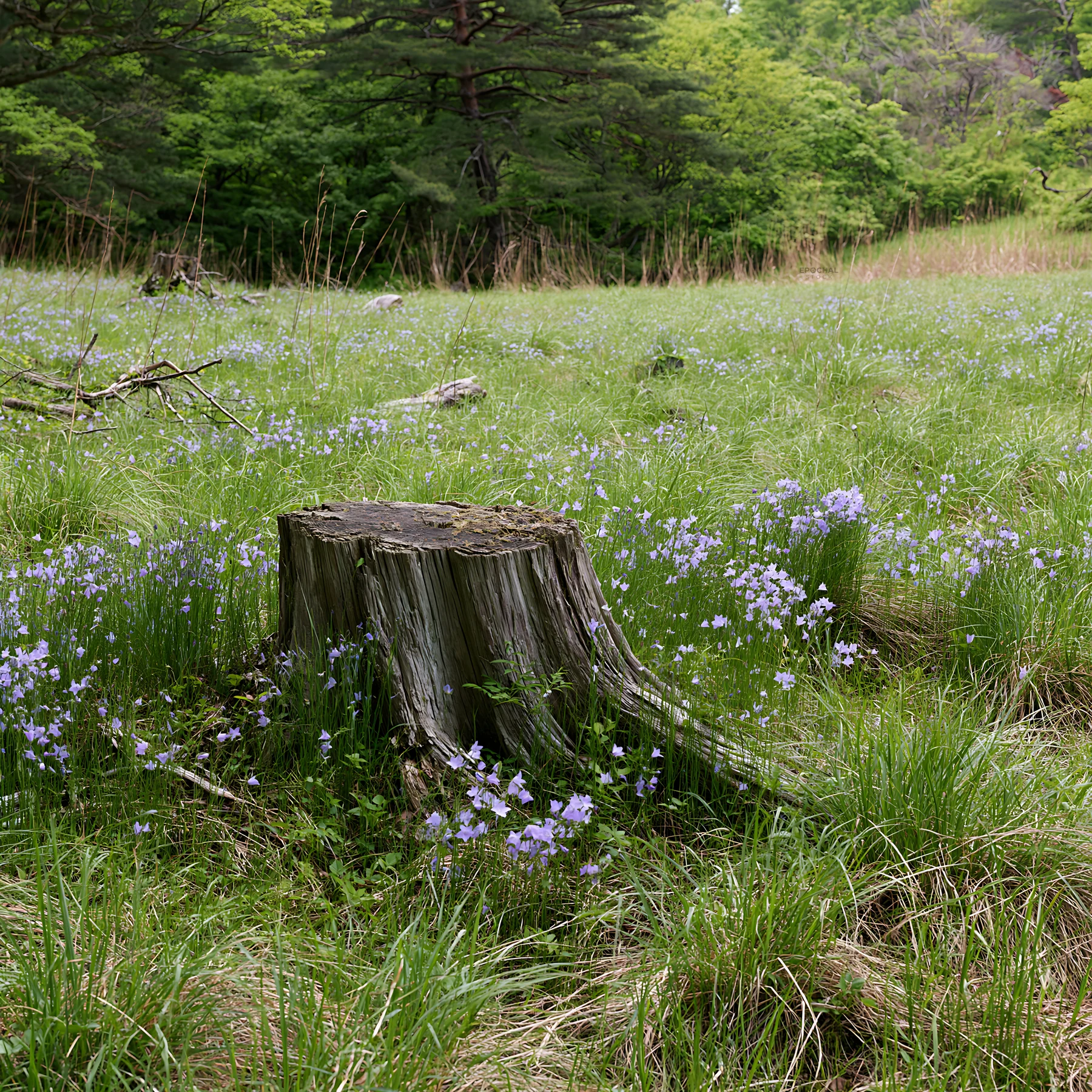 Fukushima native meadow with weathered stump - AI-generated stock image