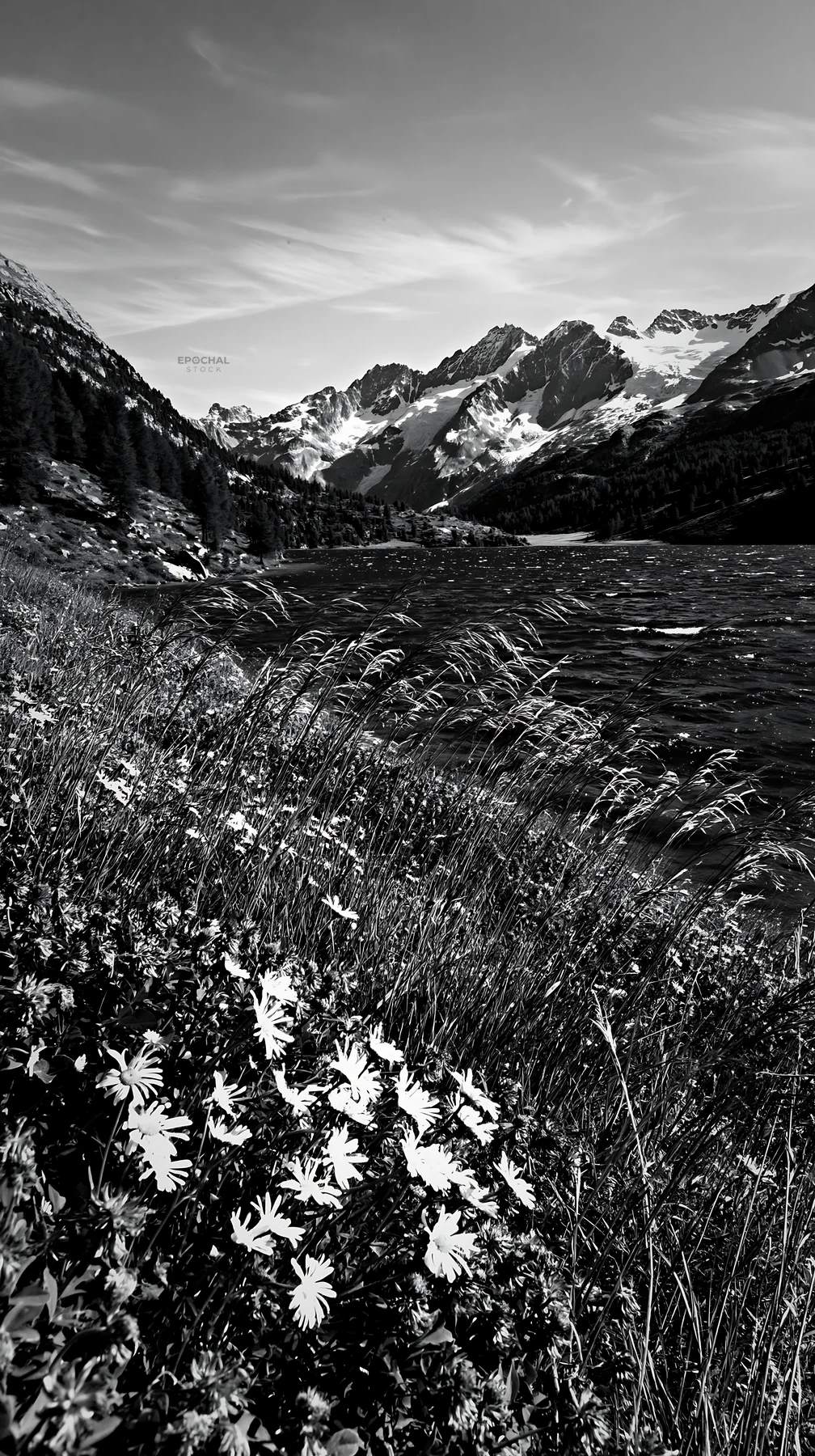 Black and white swiss meadow beside alpine lake with flowers in the foreground - AI-generated stock image