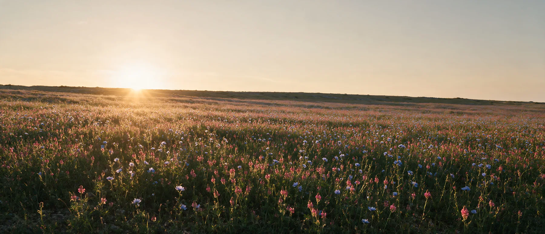 Sainfoin chicory meadow under a setting sun - AI-generated stock image