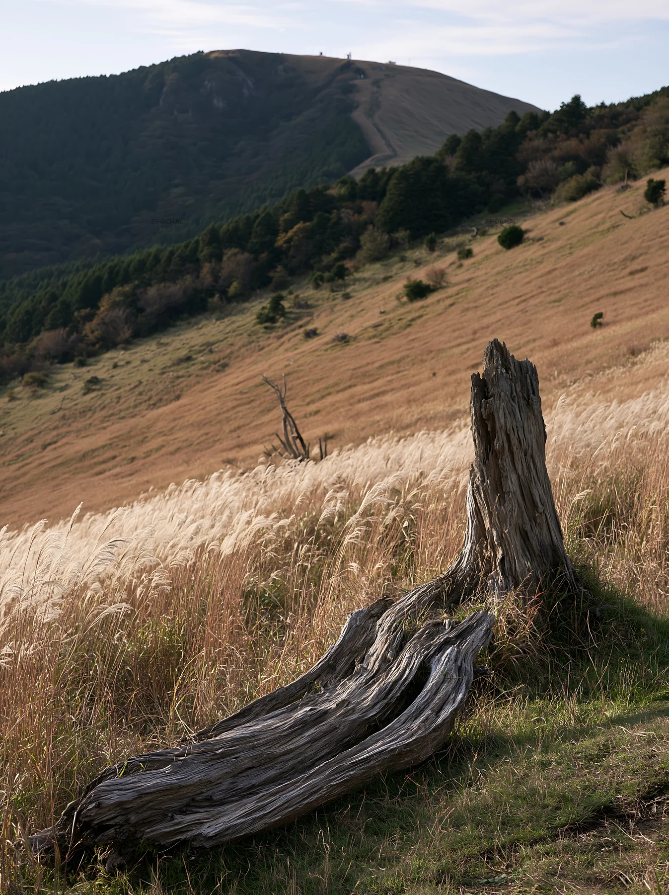 Wakayama autumn meadow with weathered wood in foreground - AI-generated stock image