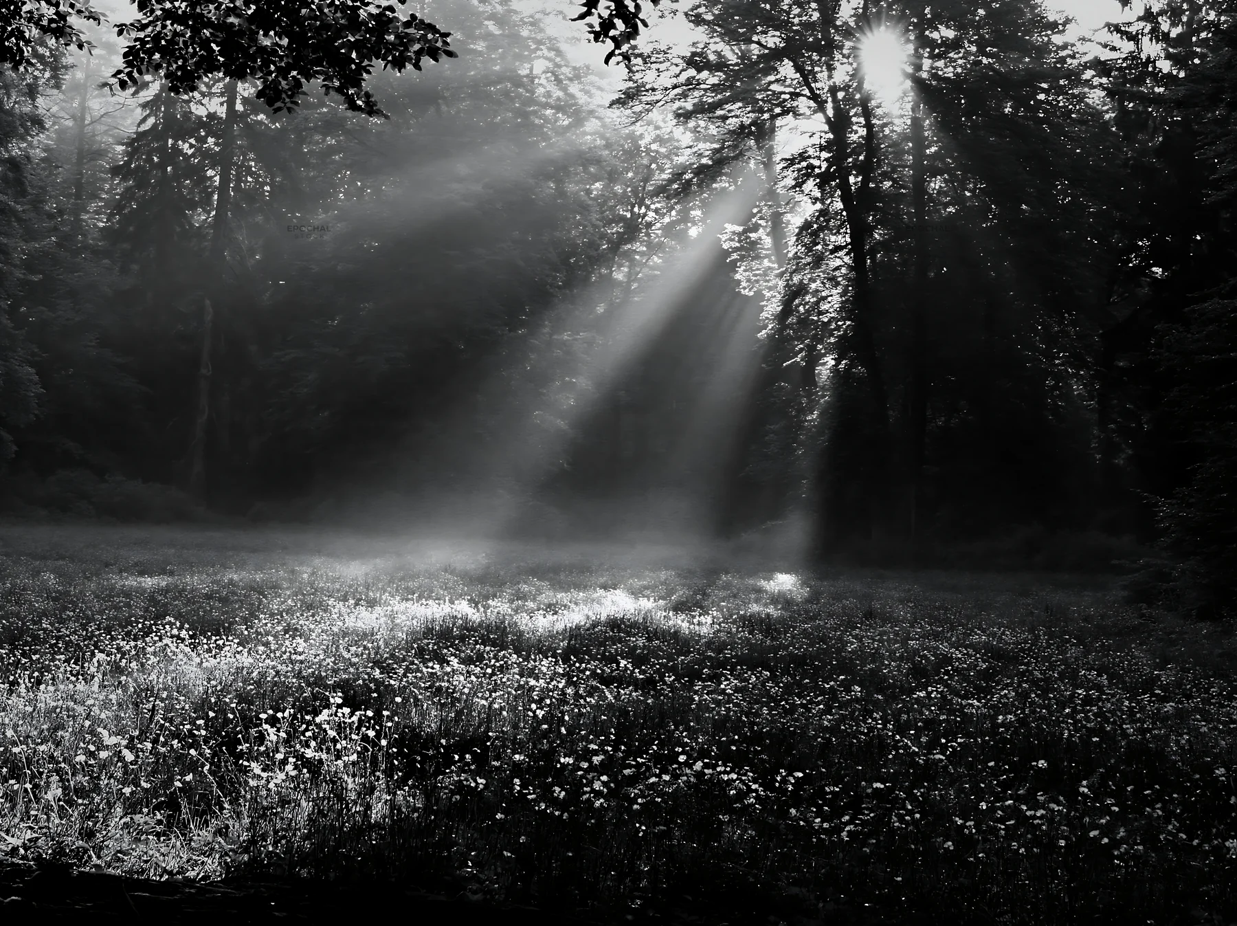 Black and white misty forest meadow illuminated by sunlight - AI-generated stock image