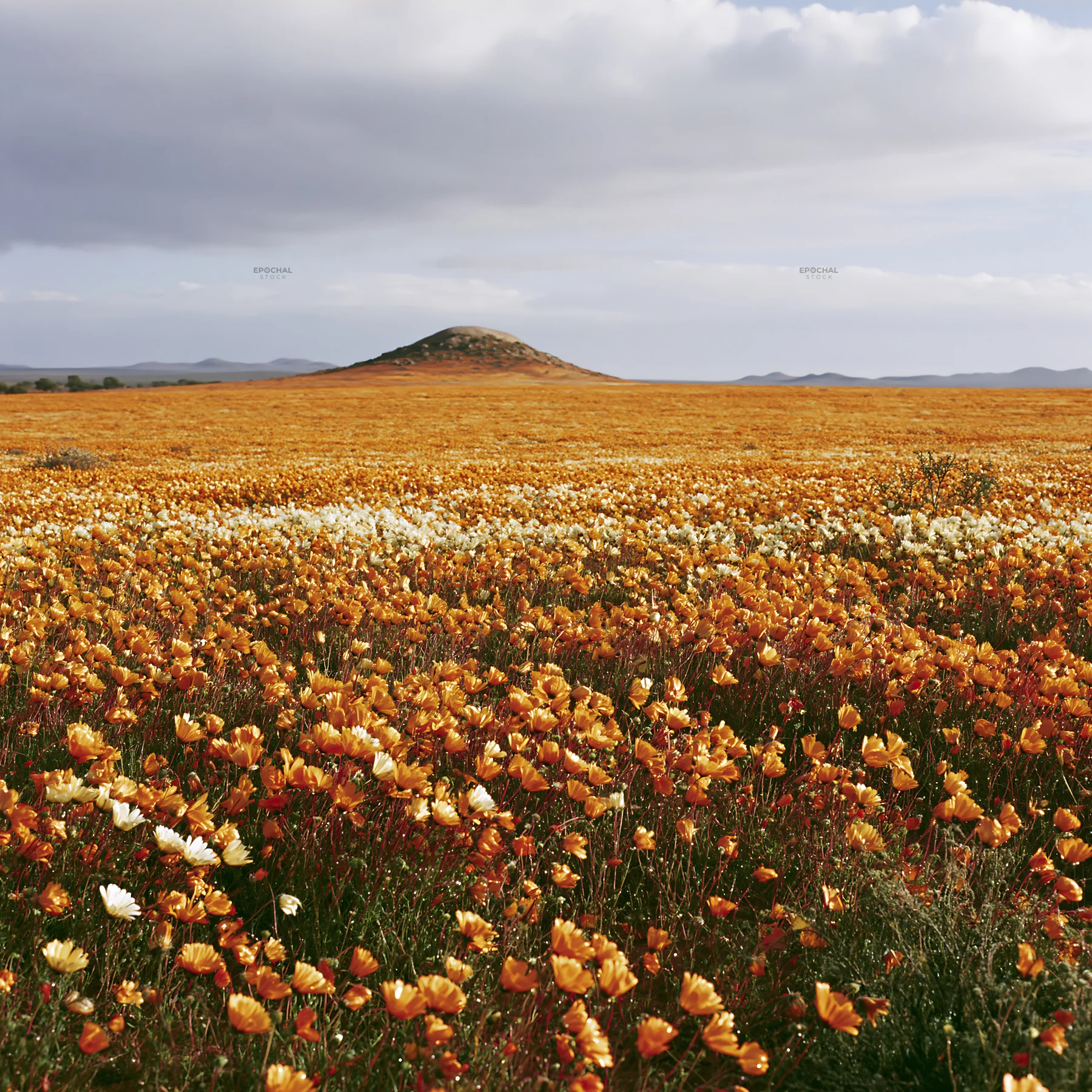 Rainwashed meadow filled with vibrant wildflowers - AI-generated stock image