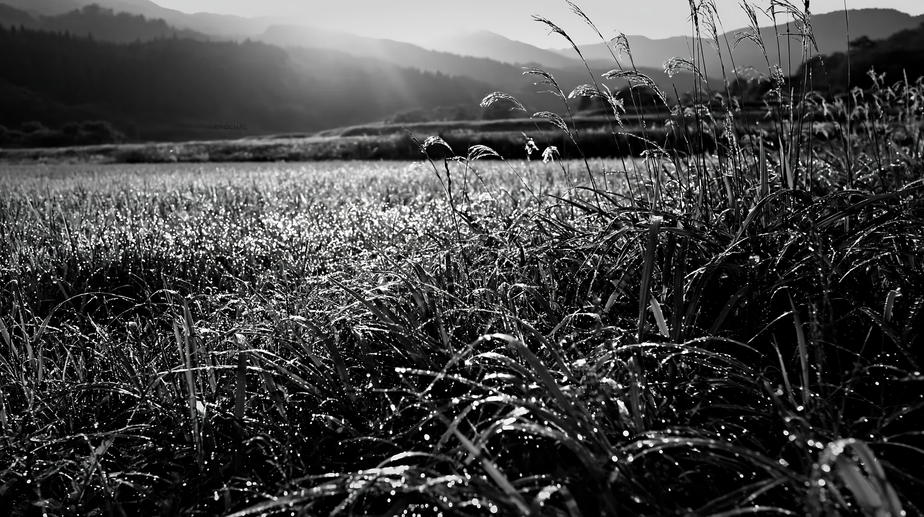 Fukui native grass meadow covered in rain droplets - AI-generated stock image