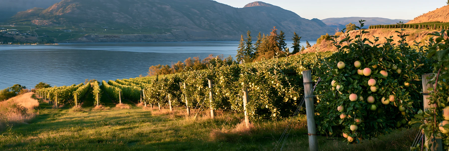 Fjord orchard meadow view by the lake at sunset - AI-generated stock image