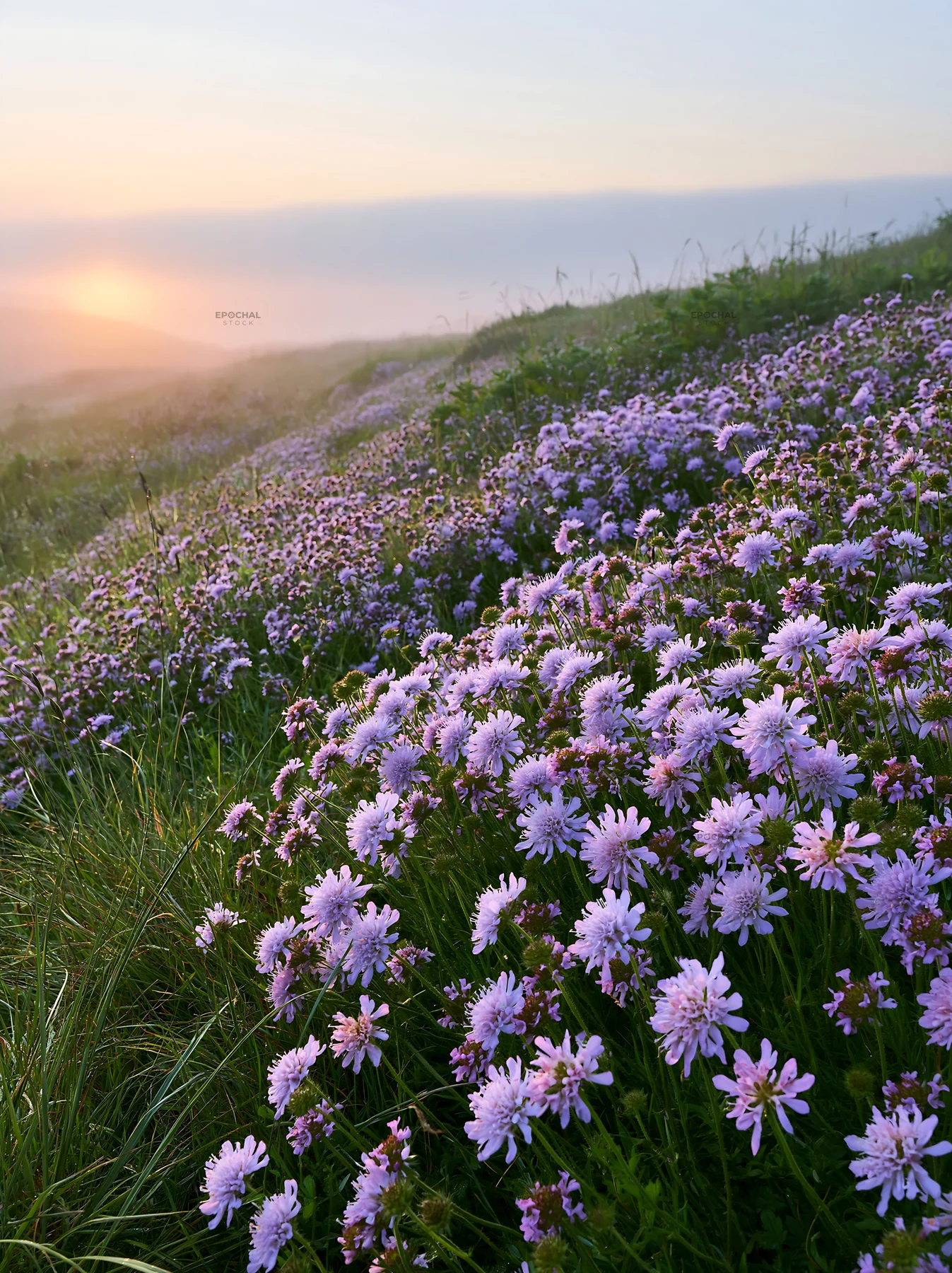 Cloudy calcareous grassland meadow with wildflowers at sunset - AI-generated stock image
