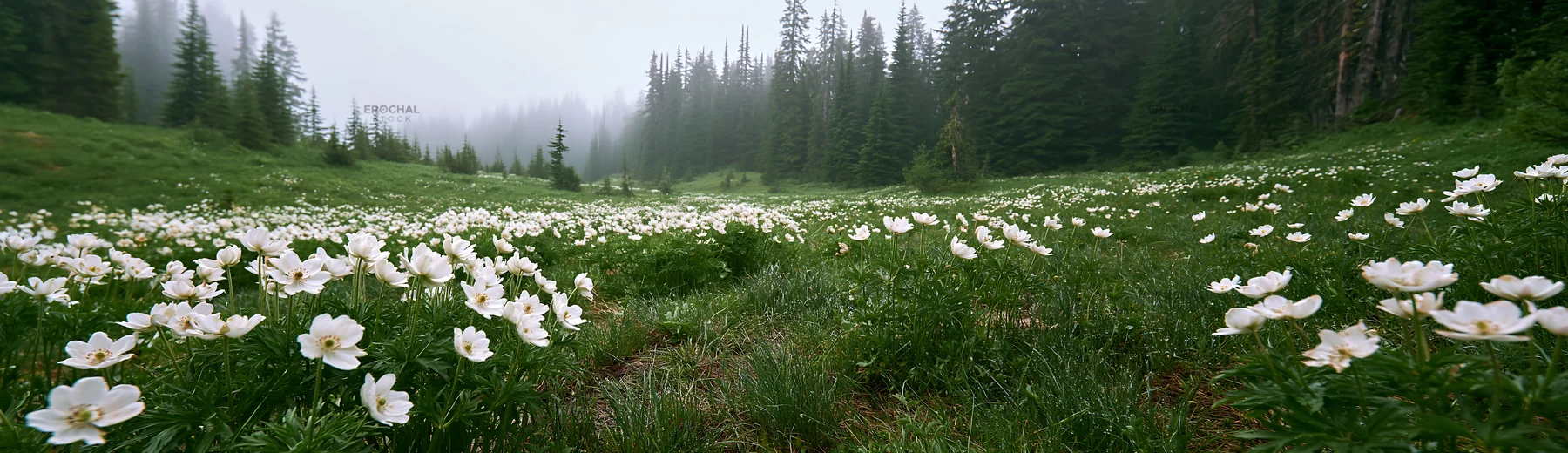 Misty forest meadow with flowers and trees in the background - AI-generated stock image