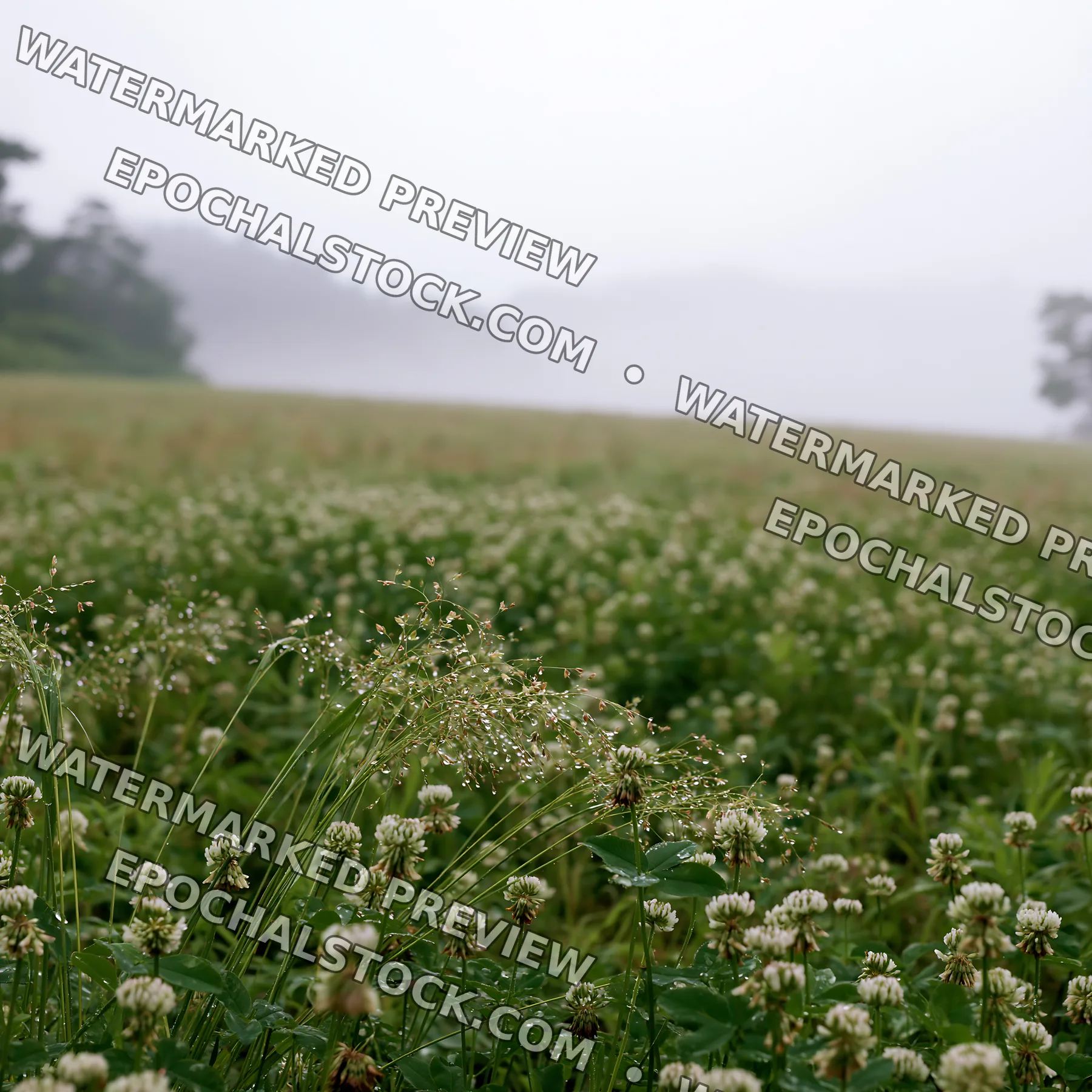 Iwate rain refreshed meadow seedhead foreground - AI-generated stock image