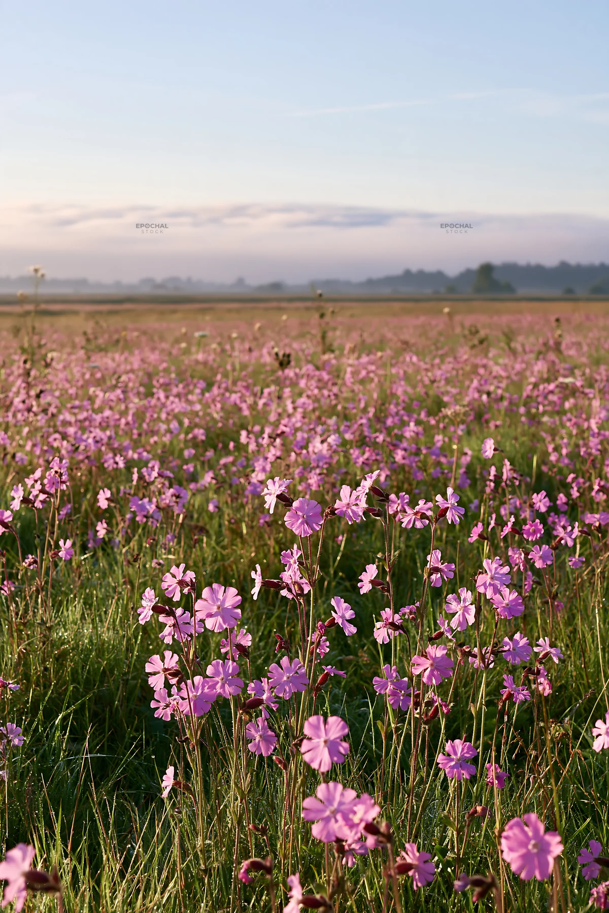 Pink campion flowers in a meadow during morning light - AI-generated stock image