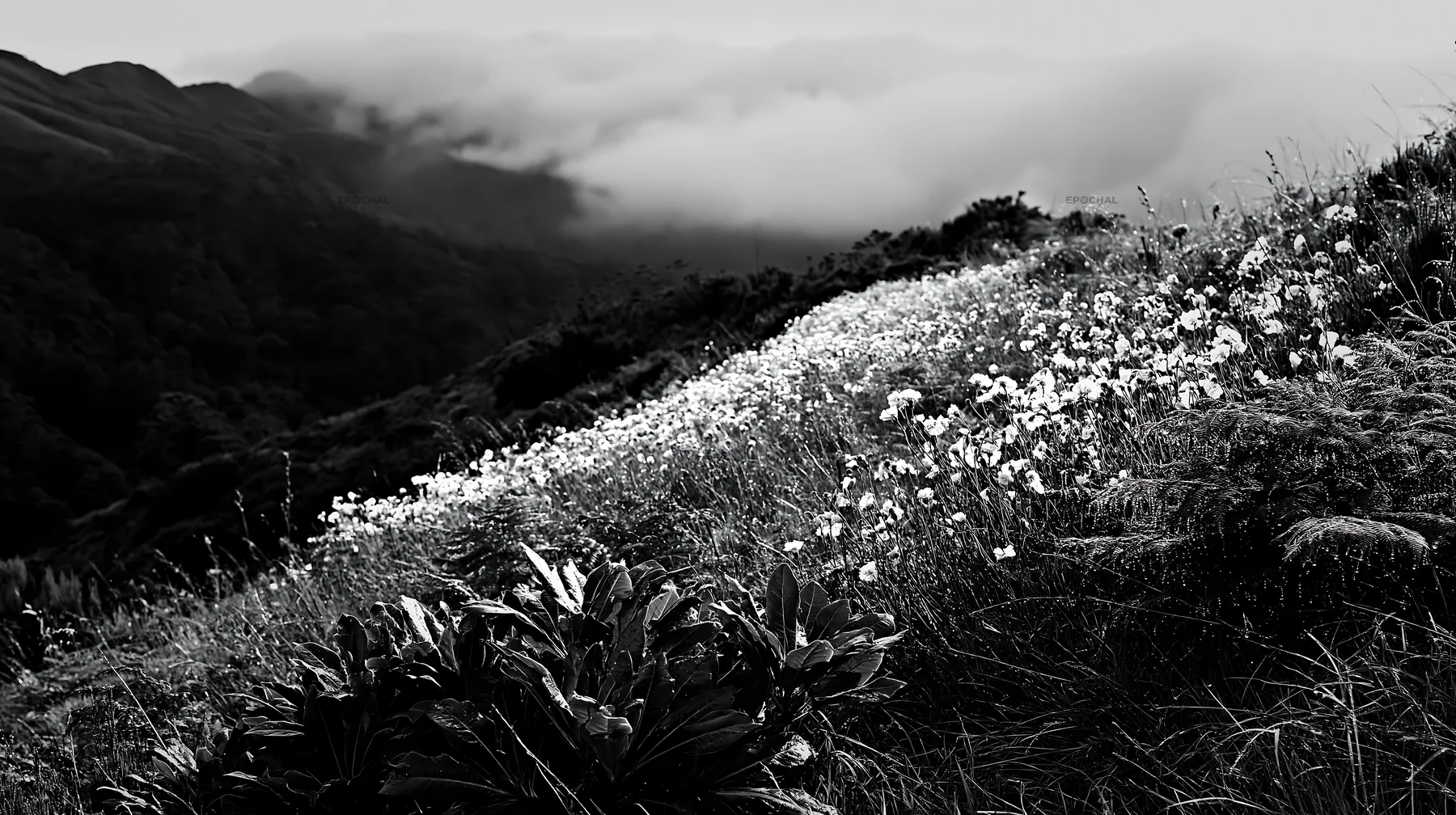 Dewy meadow with flowers and misty mountains in black and white - AI-generated stock image