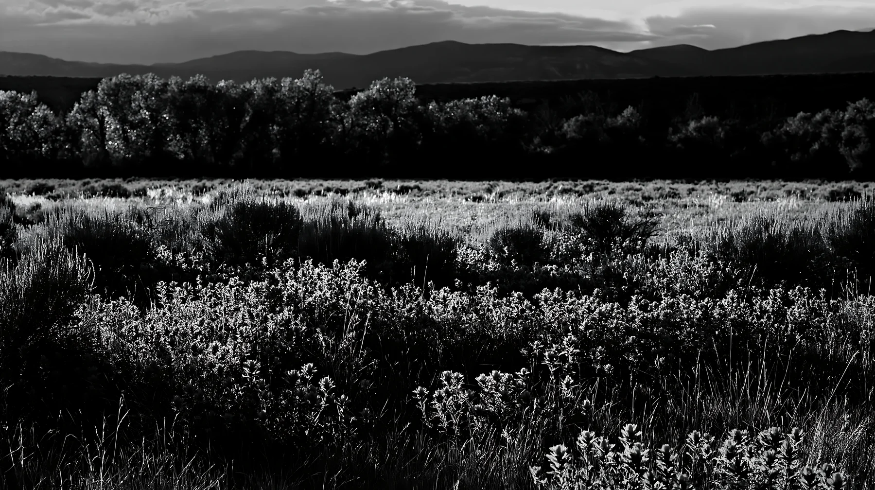 Sagebrush meadow light during evening hours - AI-generated stock image
