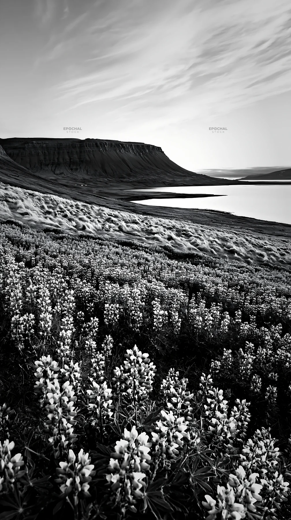 Lupin meadow with mountain view and water in the background - AI-generated stock image