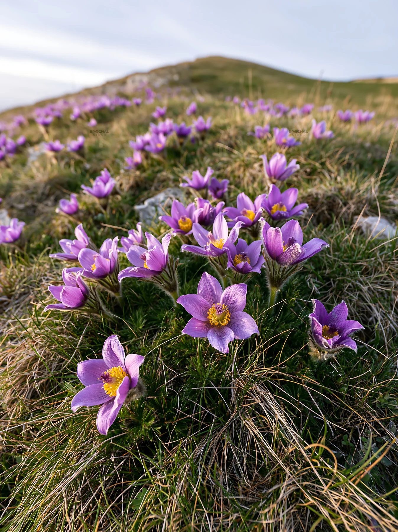 Sunny limestone meadow with blooming purple flowers - AI-generated stock image