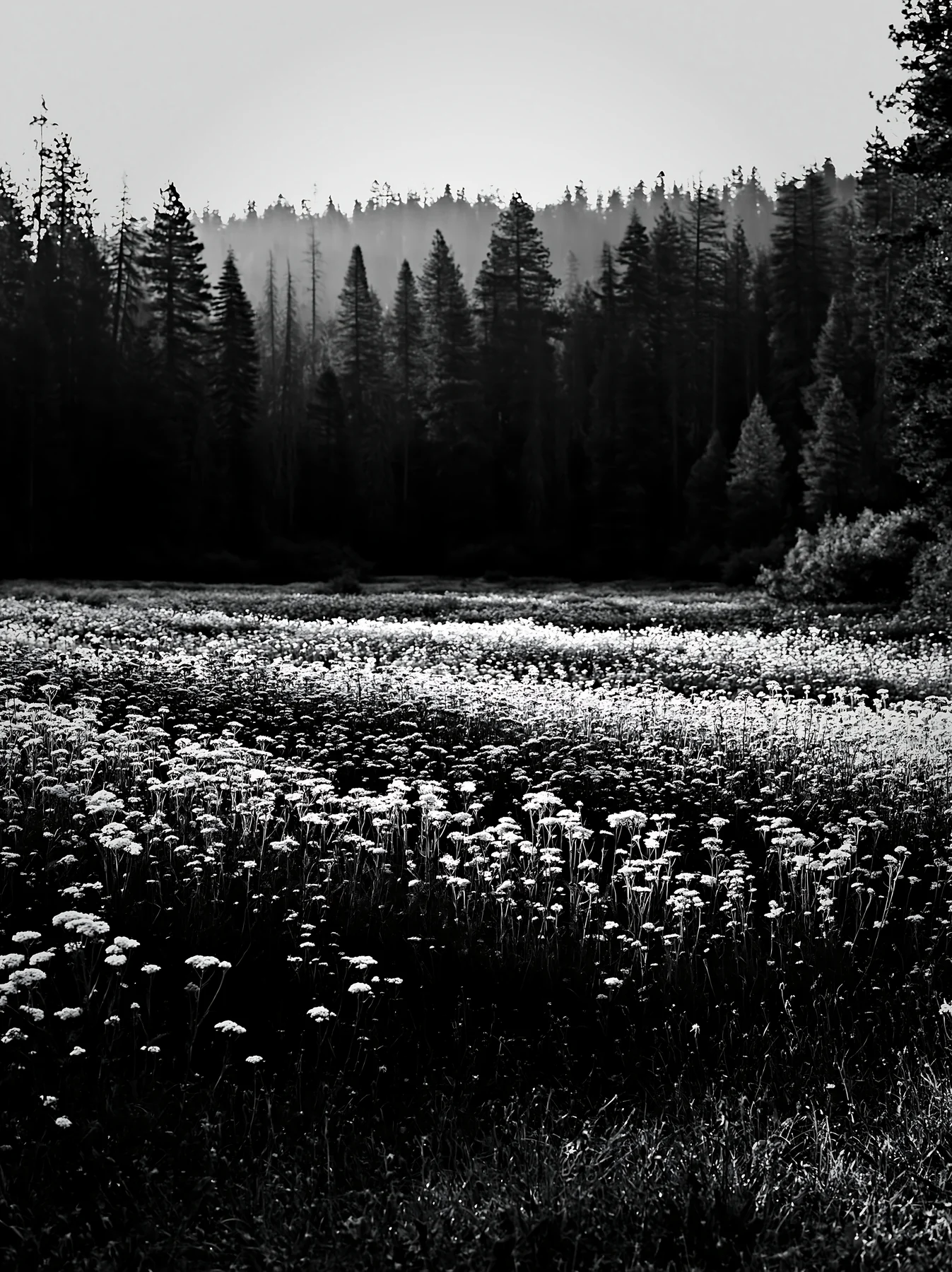 Yarrow meadow blooms among trees in black and white scene - AI-generated stock image