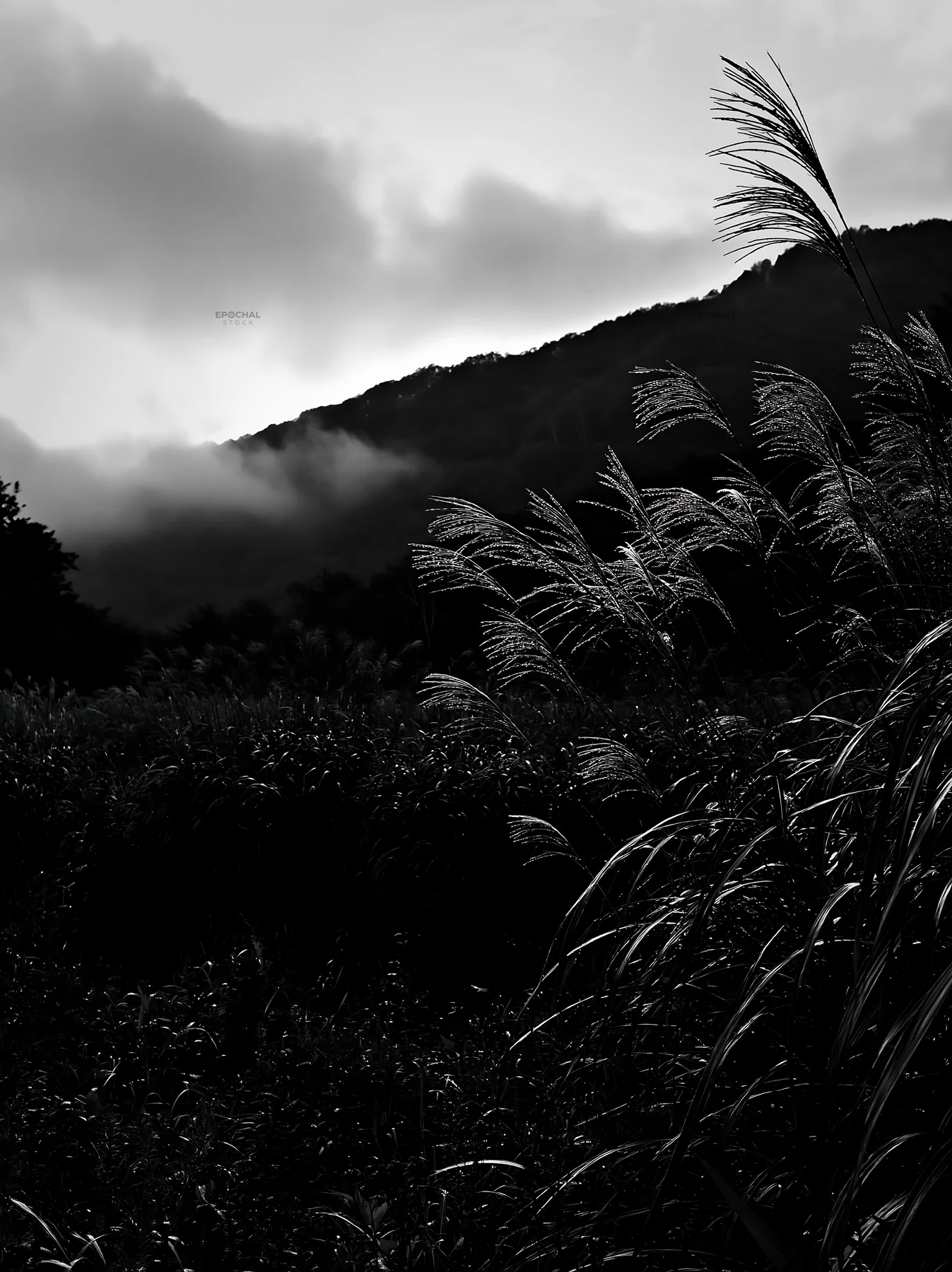 Iwate rain refreshed meadow with seedhead in the foreground - AI-generated stock image