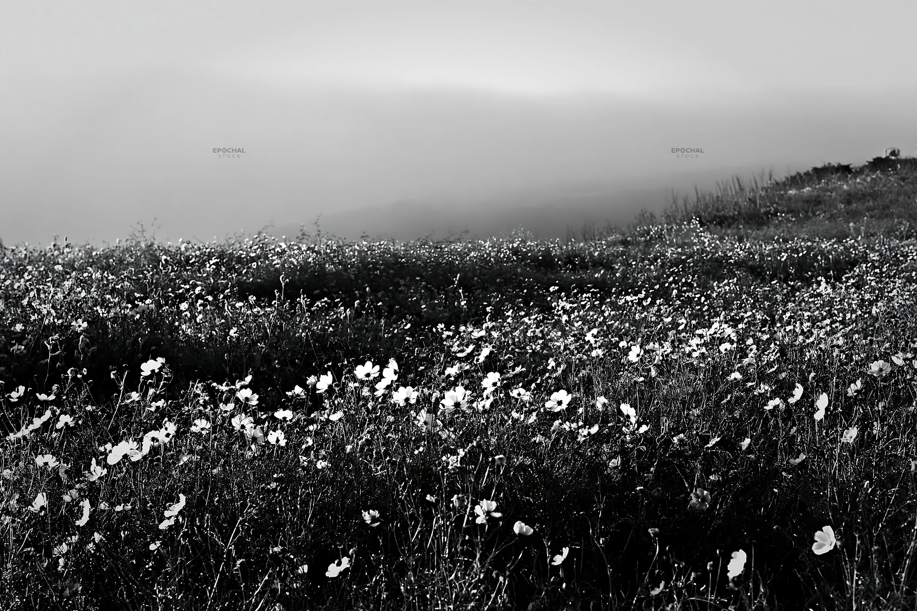 Black and white colorful cosmos meadow blooms under soft light - AI-generated stock image