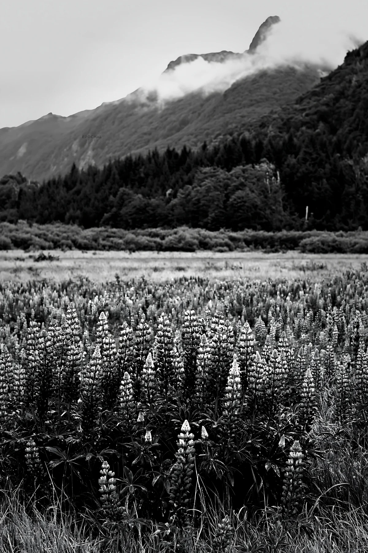 Lupin meadow with mountain background and cloudy sky - AI-generated stock image