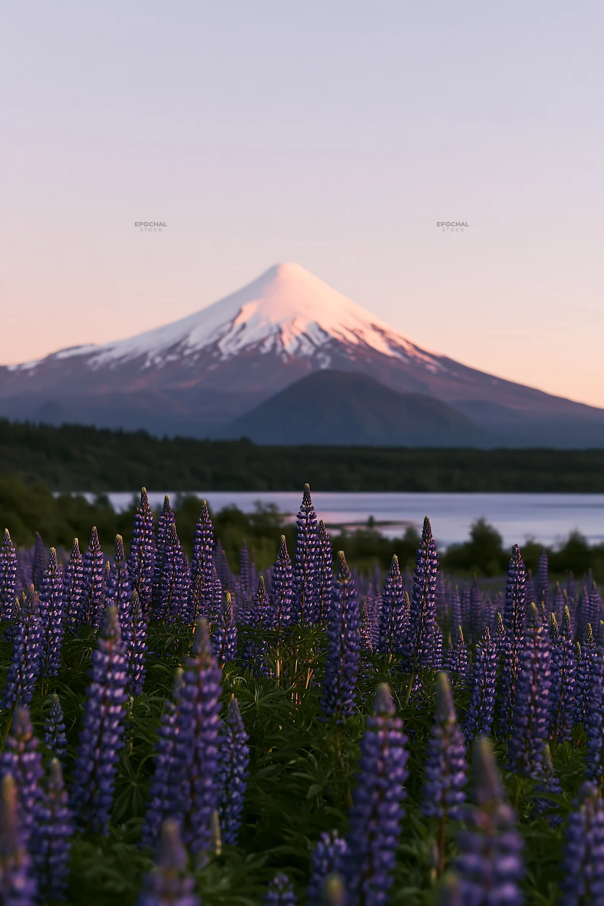 Lupin meadow in foreground with mountain in background - AI-generated stock image