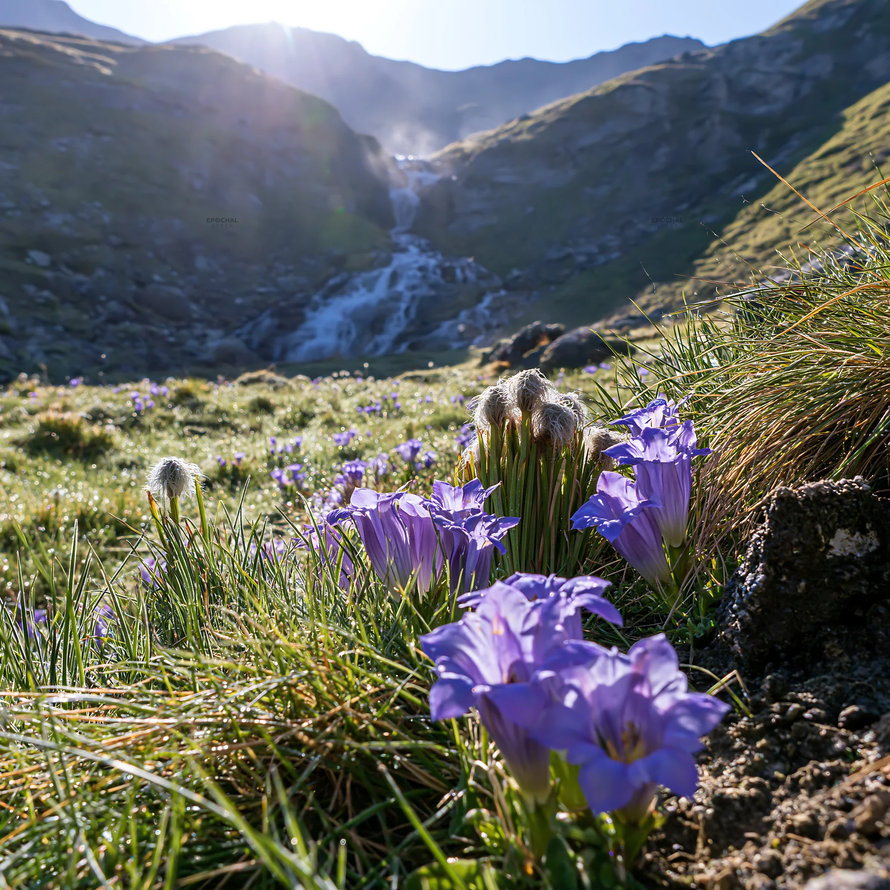 Flower meadow below cascading waterfall in mountain landscape - AI-generated stock image