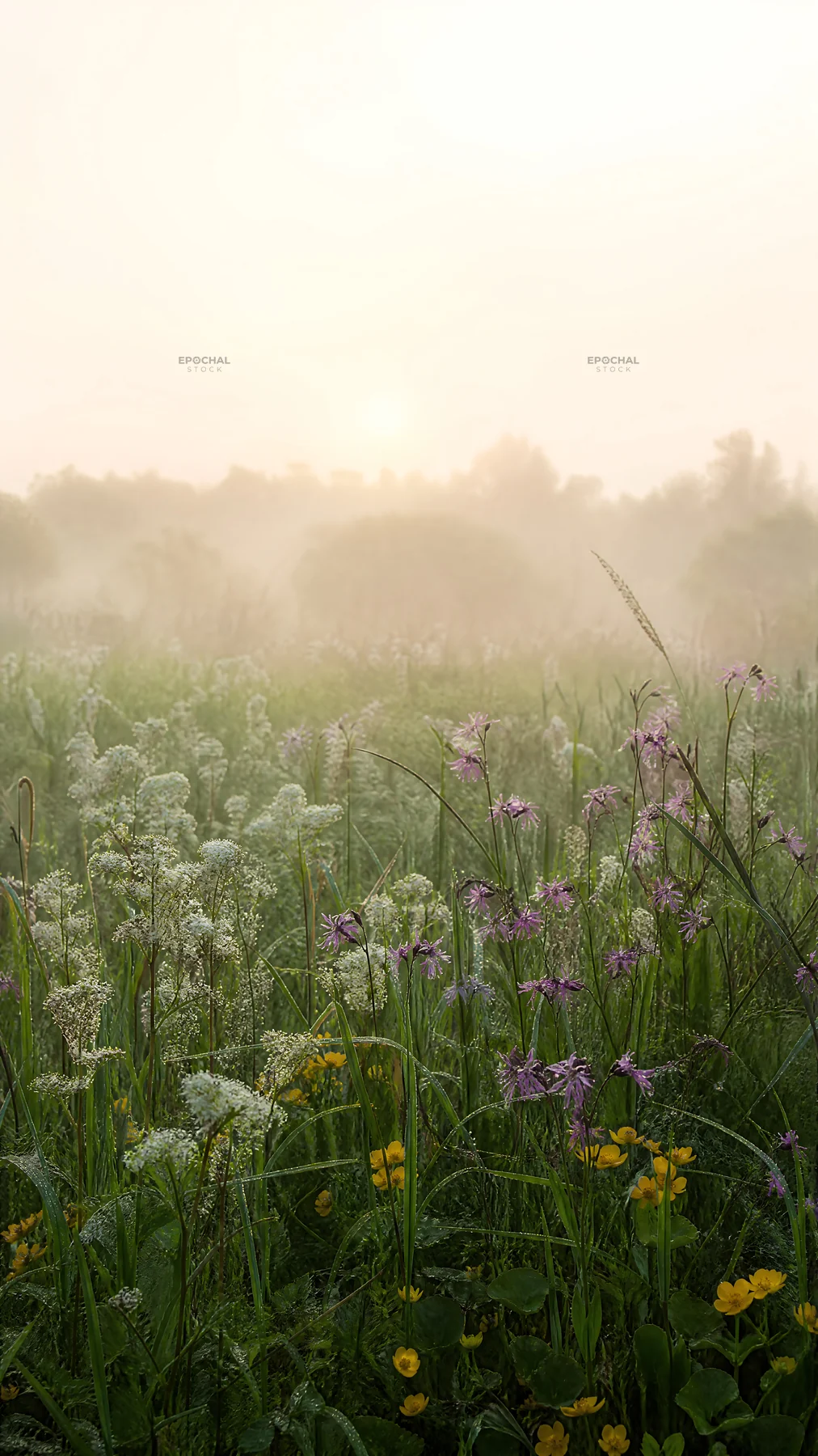 Biodiverse meadow with flowers and morning mist - AI-generated stock image
