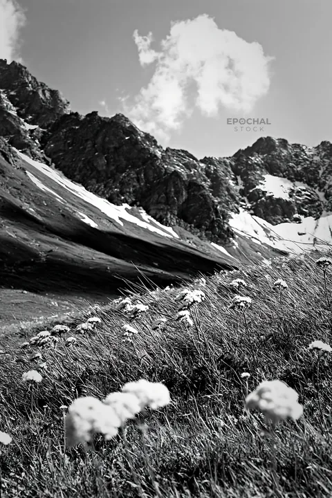 Yarrow meadow blooms in a mountain landscape - AI-generated stock image