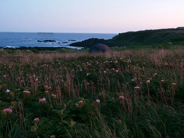 Aomori climate resilient meadow with boulder - AI-generated stock image