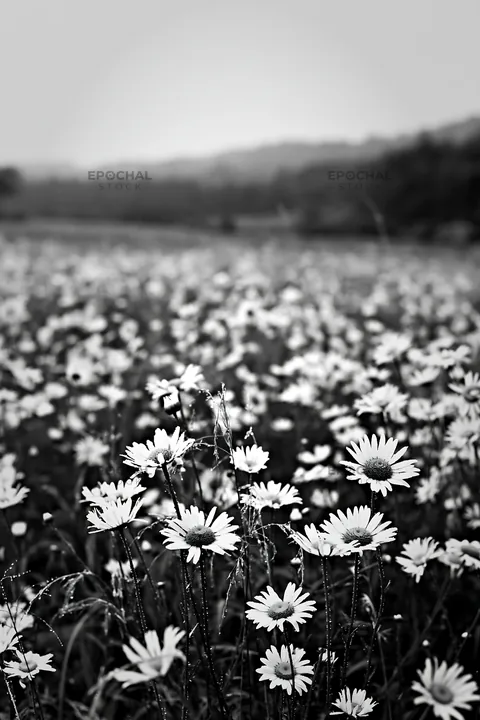Black and white iwate rain refreshed meadow seedhead foreground - AI-generated stock image