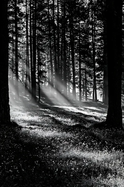 Sunbeams shine through trees in Alpe di Siusi meadow - AI-generated stock image