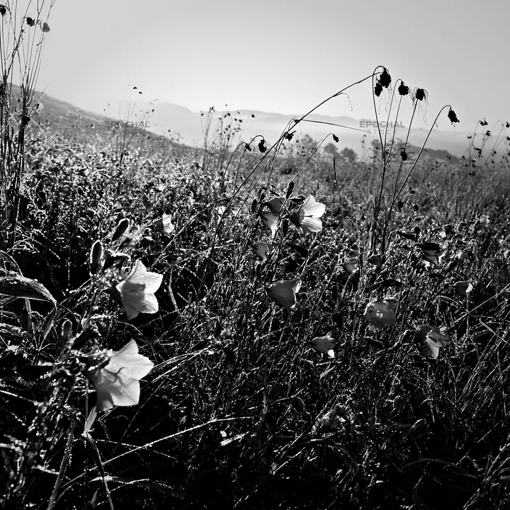 Black and white expansive Hokkaido restoration meadow with dewdrops - AI-generated stock image