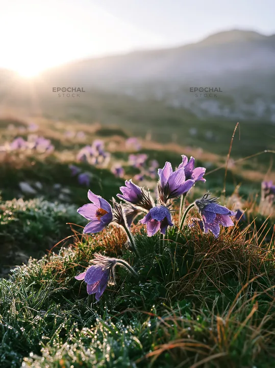 Sunny meadow with purple flowers and warm grasses - AI-generated stock image