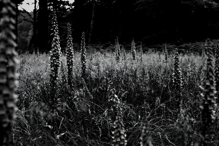 Meadow flower border with woodland and empty space - AI-generated stock image
